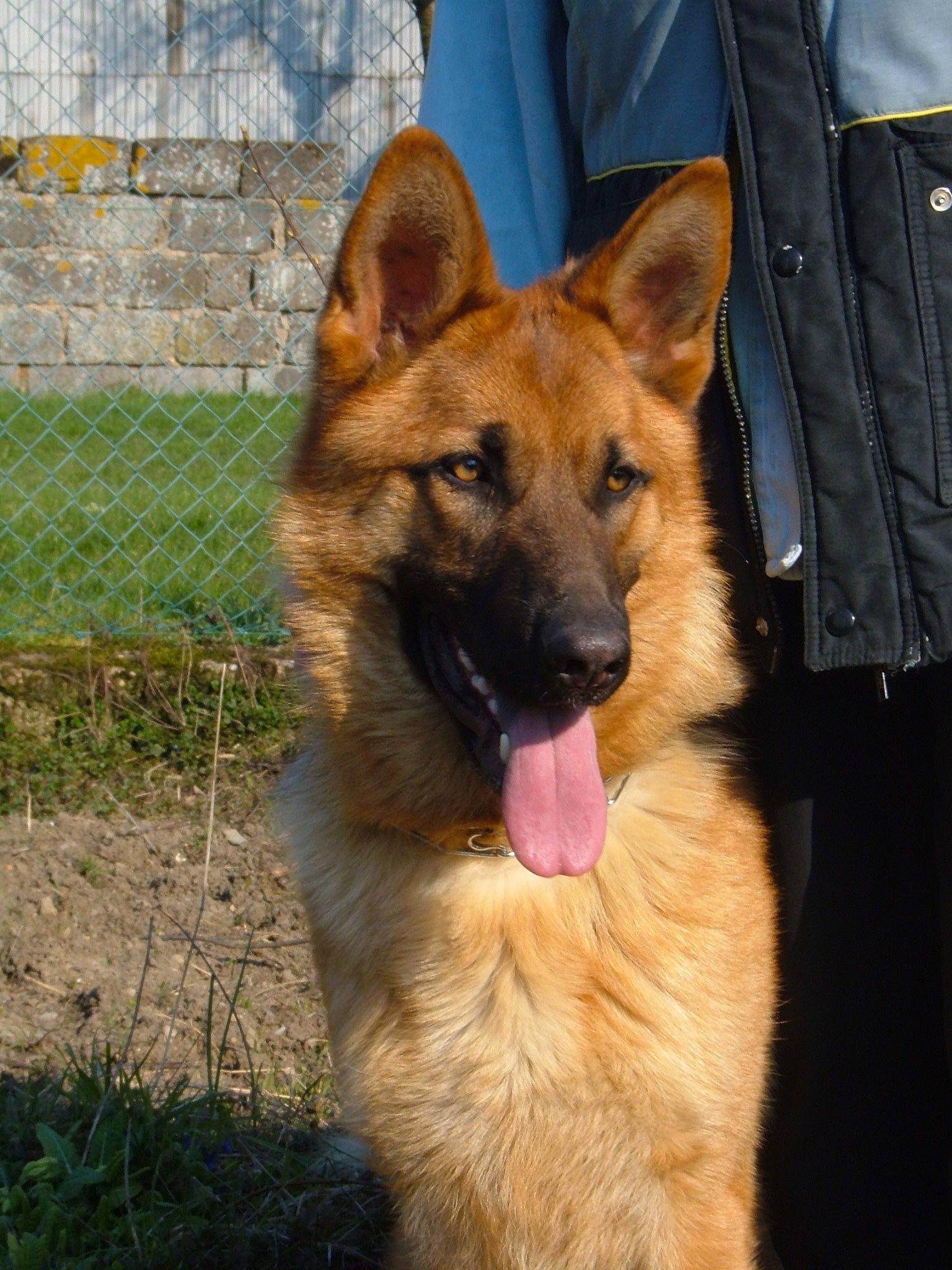 Arco a rejoint le concours — aidez-le/la à gagner de superbes lots ! belgian_shepherd, belgian_shepherd_malinois, canidae, carnivore, dog, dog_breed, east_european_shepherd, fawn, german_shepherd_dog, king_shepherd, kunming_wolfdog, laekenois, mammal, old_german_shepherd_dog, rare_breed_dog, shiloh_shepherd_dog, snout, tervuren, vertebrate, working_dog