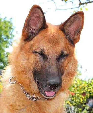 Arco a rejoint le concours — aidez-le/la à gagner de superbes lots ! belgian_shepherd, belgian_shepherd_malinois, canidae, carnivore, dog, dog_breed, east_european_shepherd, fawn, german_shepherd_dog, king_shepherd, kunming_wolfdog, mammal, old_german_shepherd_dog, police_dog, rare_breed_dog, shiloh_shepherd_dog, snout, vertebrate, working_dog