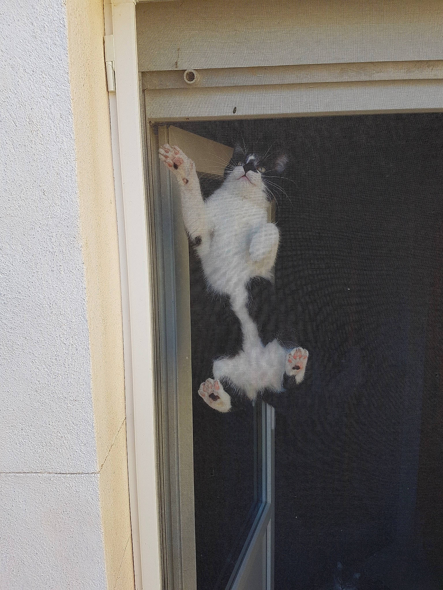 Yuri participe au concours pour gagner de l'argent avec cette photo : cat, door, felidae, home_door, house, kitten, small_to_medium_sized_cats, tail, window