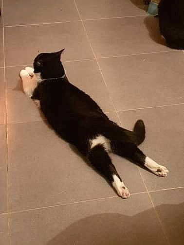 Yuri a rejoint le concours — aidez-le/la à gagner de superbes lots ! black_cat, carnivore, cat, domestic_short_haired_cat, european_shorthair, felidae, floor, flooring, fur, kitten, paw, polydactyl_cat, small_to_medium_sized_cats, snout, tail, whiskers