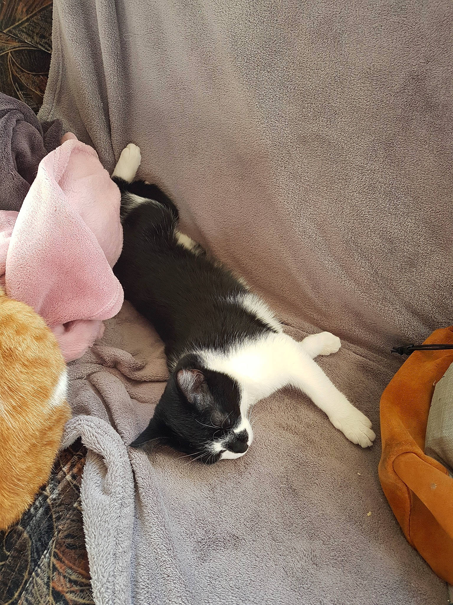 Yuri participe au concours pour gagner de l'argent avec cette photo : boston_terrier, canidae, carnivore, cat, comfort, dog, dog_breed, ear, fawn, felidae, kitten, leg, nap, non_sporting_group, paw, puppy, sleep, small_to_medium_sized_cats, tail, whiskers