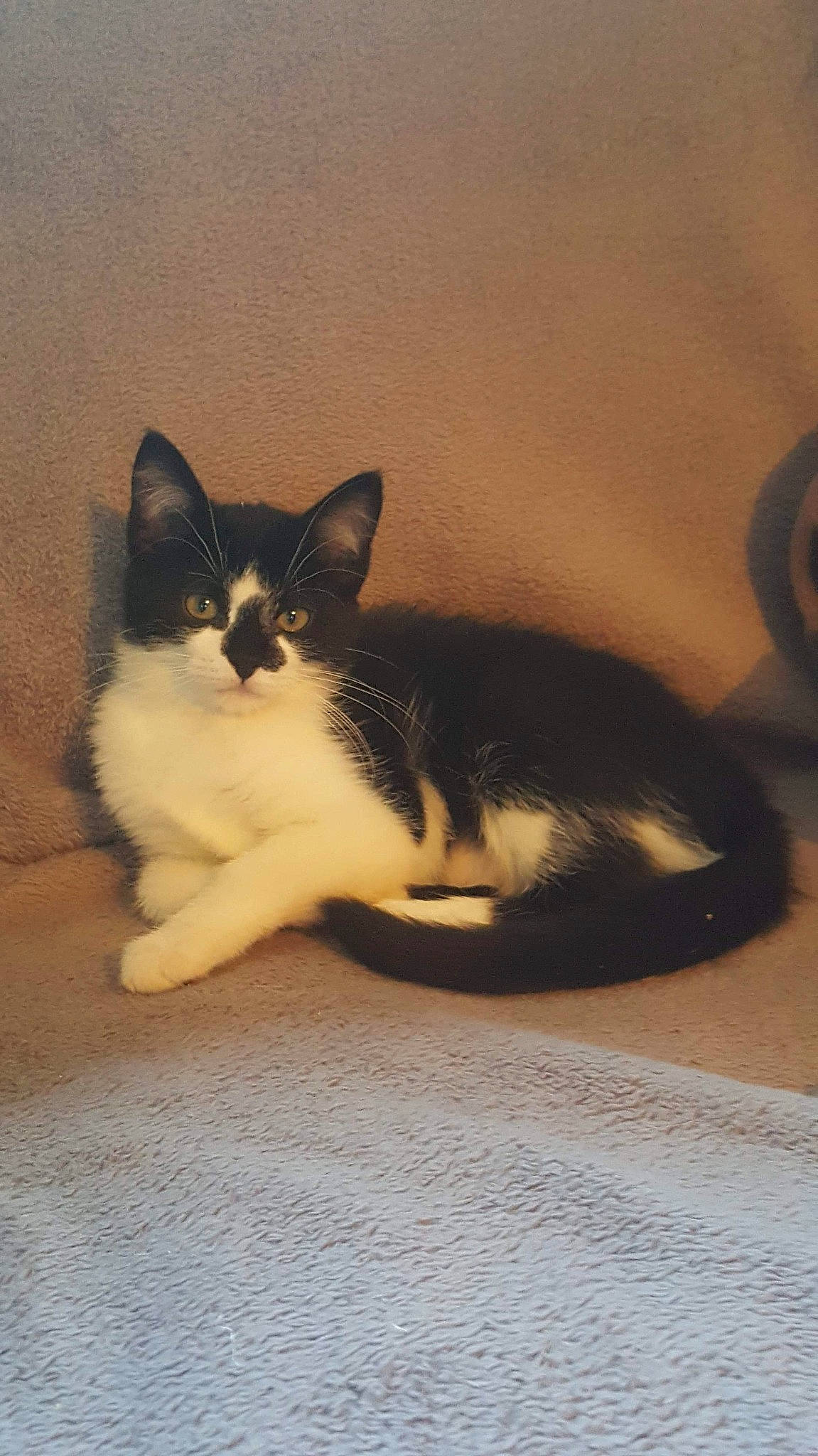 Yuri a rejoint le concours — aidez-le/la à gagner de superbes lots ! american_wirehair, carnivore, cat, domestic_short_haired_cat, felidae, kitten, mammal, paw, polydactyl_cat, small_to_medium_sized_cats, snowshoe, tail, whiskers