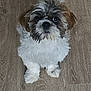 dog, puppy, fluffy, brown, white, pet, cute, animal, indoor, floor, small_dog, looking_up, fur, canine, adorable, companion, domestic_animal, friendly, young, mammal