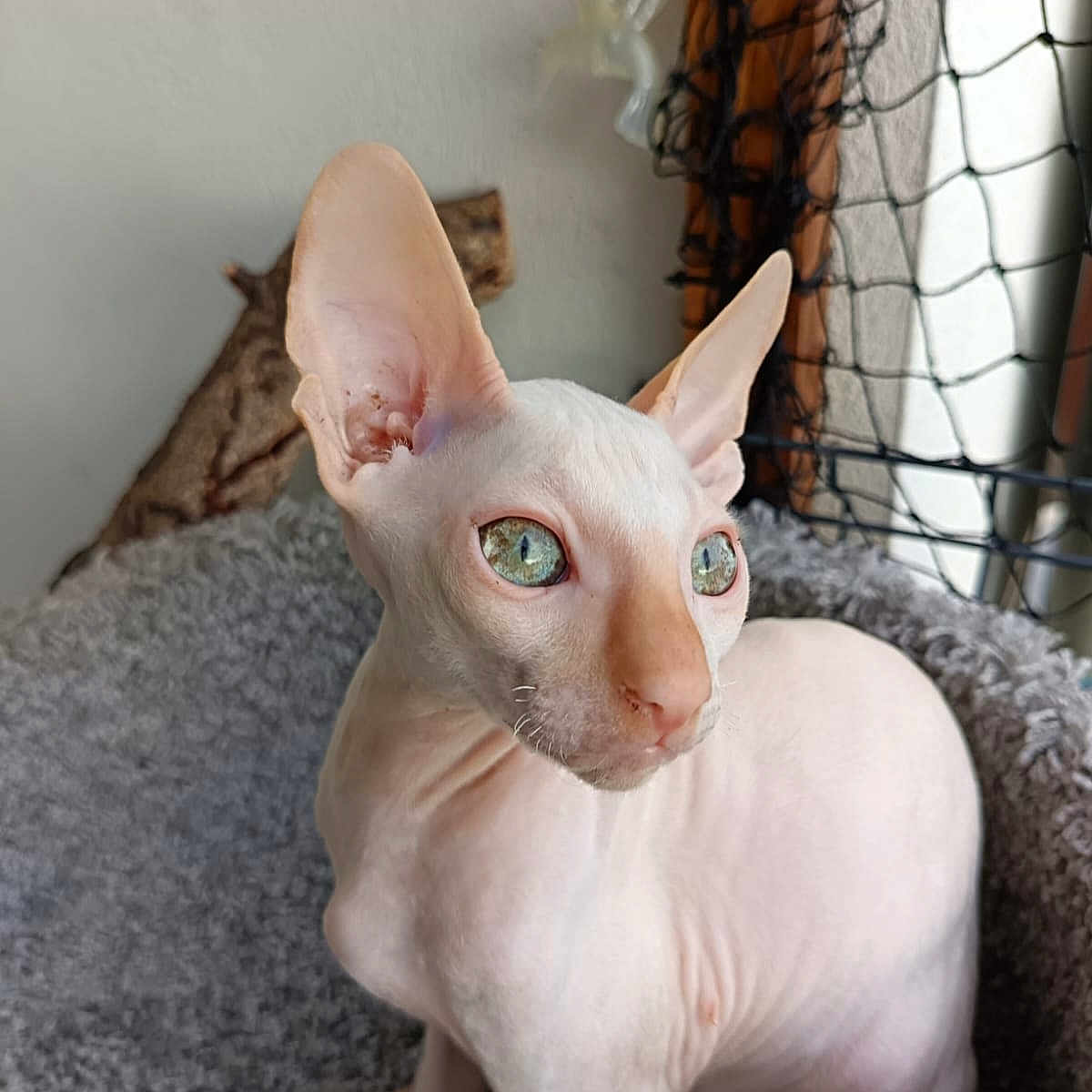 Zephyr