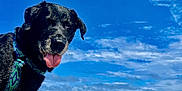 Eliot a rejoint le concours — aidez-le/la à gagner de superbes lots ! dog, black_dog, beach, ocean, sand, sky, clouds, tongue_out, collar, pet, animal, outdoor, water, nature, canine, summer, happy, playful, vacation, daytime