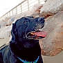 dog, black_dog, panting, tongue_out, collar, outdoor, sand, rock, wall, railing, pet, animal, canine, happy, closeup, portrait, daylight, nature, resting, smiling