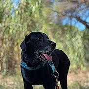 Eliot participe au concours pour gagner de l'argent avec cette photo : dog, black_dog, pet, animal, outdoor, nature, leash, harness, grass, tree, sunlight, blurred_background, tongue_out, muzzle, canine, standing, alert, daytime, park, forest