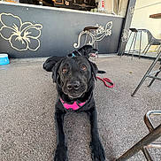 Shaya a rejoint le concours — aidez-le/la à gagner de superbes lots ! dog, black_dog, animal, pet, floor, harness, leash, stool, chair, counter, drawing, hibiscus_flower, lizard_art, outdoor, relaxed, tongue_out, seating, cafeteria, decor, casual