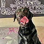 Shaya participe au concours pour gagner de l'argent avec cette photo : dog, black_dog, tongue_out, licking, pet, couch, floral_pattern, indoor, tapestry, roses, brown_eyes, cute, animal, companion, fur, portrait, sitting, playful, pet_portrait, domestic_animal