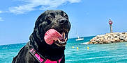 Shaya a rejoint le concours — aidez-le/la à gagner de superbes lots ! dog, black_dog, pink_harness, tongue_out, rocky_shore, sea, ocean, water, blue_sky, clouds, sailboat, lighthouse, sunny, outdoor, pet, happy, canine, summer, vacation, nature