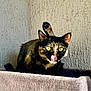 Minette participe au concours pour gagner de l'argent avec cette photo : cat, tortoiseshell, tongue_out, yellow_eyes, pet, animal, indoor, perch, feline, paw, raised_leg, texture, wall, beige, soft, cute, playful, relaxed, whiskers, closeup