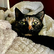Minette participe au concours pour gagner de l'argent avec cette photo : cat, tortoiseshell, green_eyes, blanket, fluffy, cozy, indoor, pet, fur, resting, closeup, whiskers, cute, face, animal, comfort, relaxation, soft, warm, snuggled