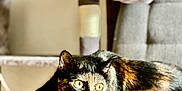Minette a rejoint le concours — aidez-le/la à gagner de superbes lots ! cat, tortoiseshell, feline, pet, indoor, chair, cushion, relaxed, alert, yellow_eyes, fur, whiskers, home, furniture, cat_tree, soft_texture, animal, mammal, domestic, resting