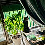 Minette participe au concours pour gagner de l'argent avec cette photo : cat, black_cat, plant, potted_plant, indoor, sunlight, window, curtain, mesh, enclosure, floor_tiles, green_leaves, pet, animal, daylight, shadow, home, curious, looking_back, furniture