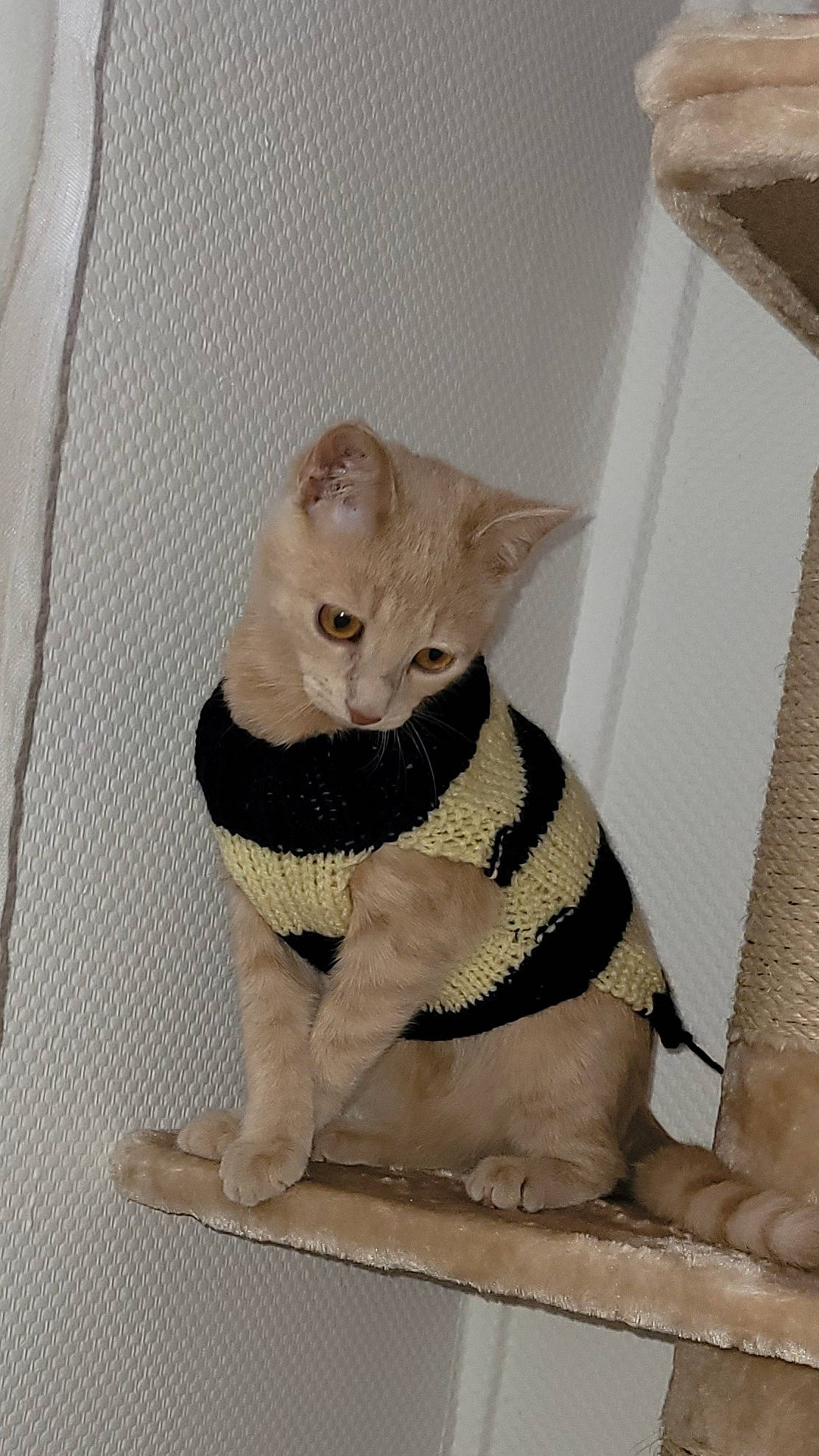 Riri a rejoint le concours — aidez-le/la à gagner de superbes lots ! art, bow_tie, carnivore, cat, cat_supply, collar, creative_arts, domestic_short_haired_cat, fawn, felidae, fur, grey, pattern, paw, pet_supply, sitting, small_to_medium_sized_cats, snout, tail, whiskers