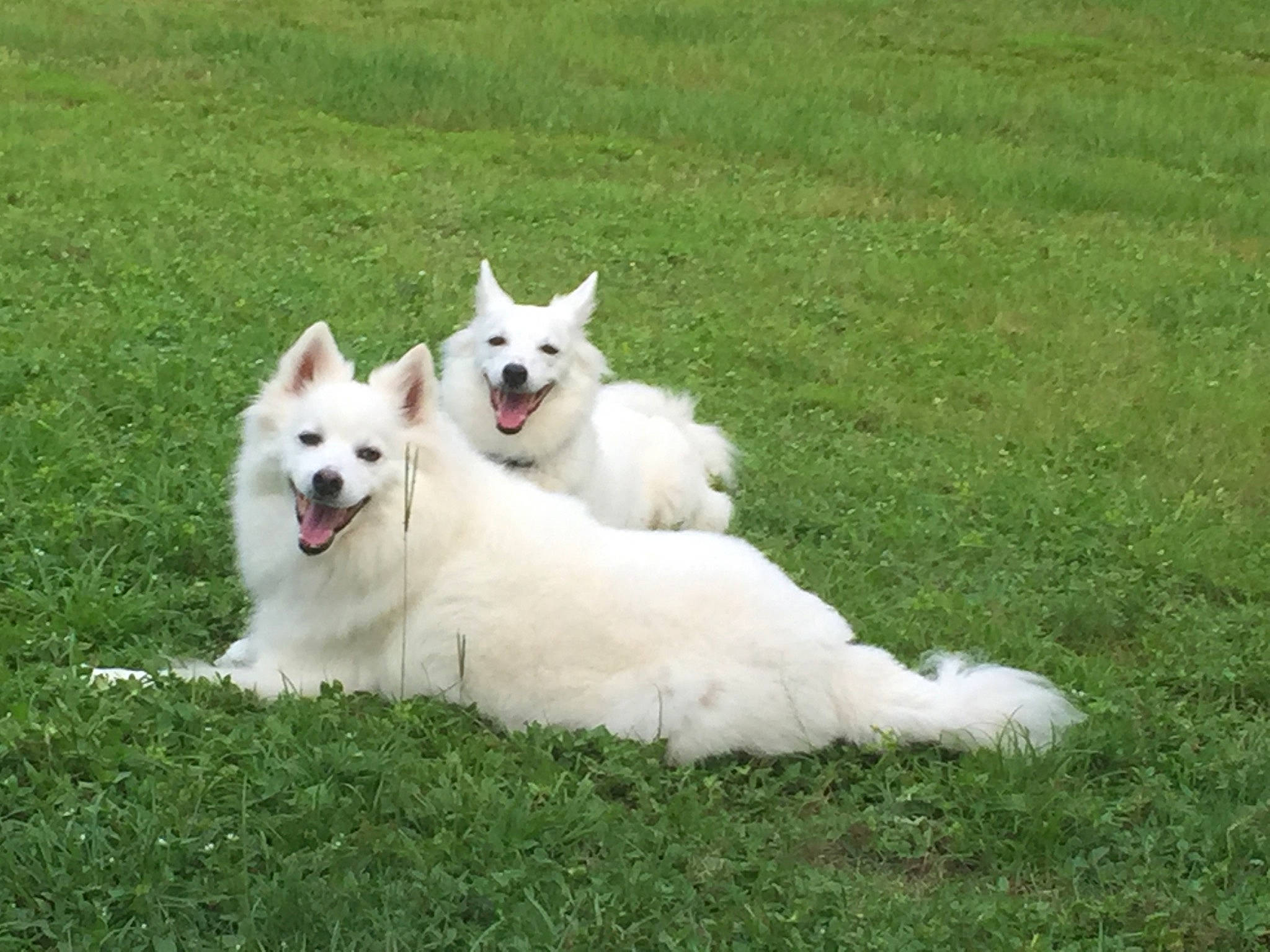 Hayley joined the competition — help win amazing prizes! american_eskimo_dog, ancient_dog_breeds, canidae, carnivore, companion_dog, dog, dog_breed, dog_supply, german_spitz_klein, grass, grassland, indian_spitz, non_sporting_group, plant, sporting_group, tail, volpino_italiano, working_animal, working_dog