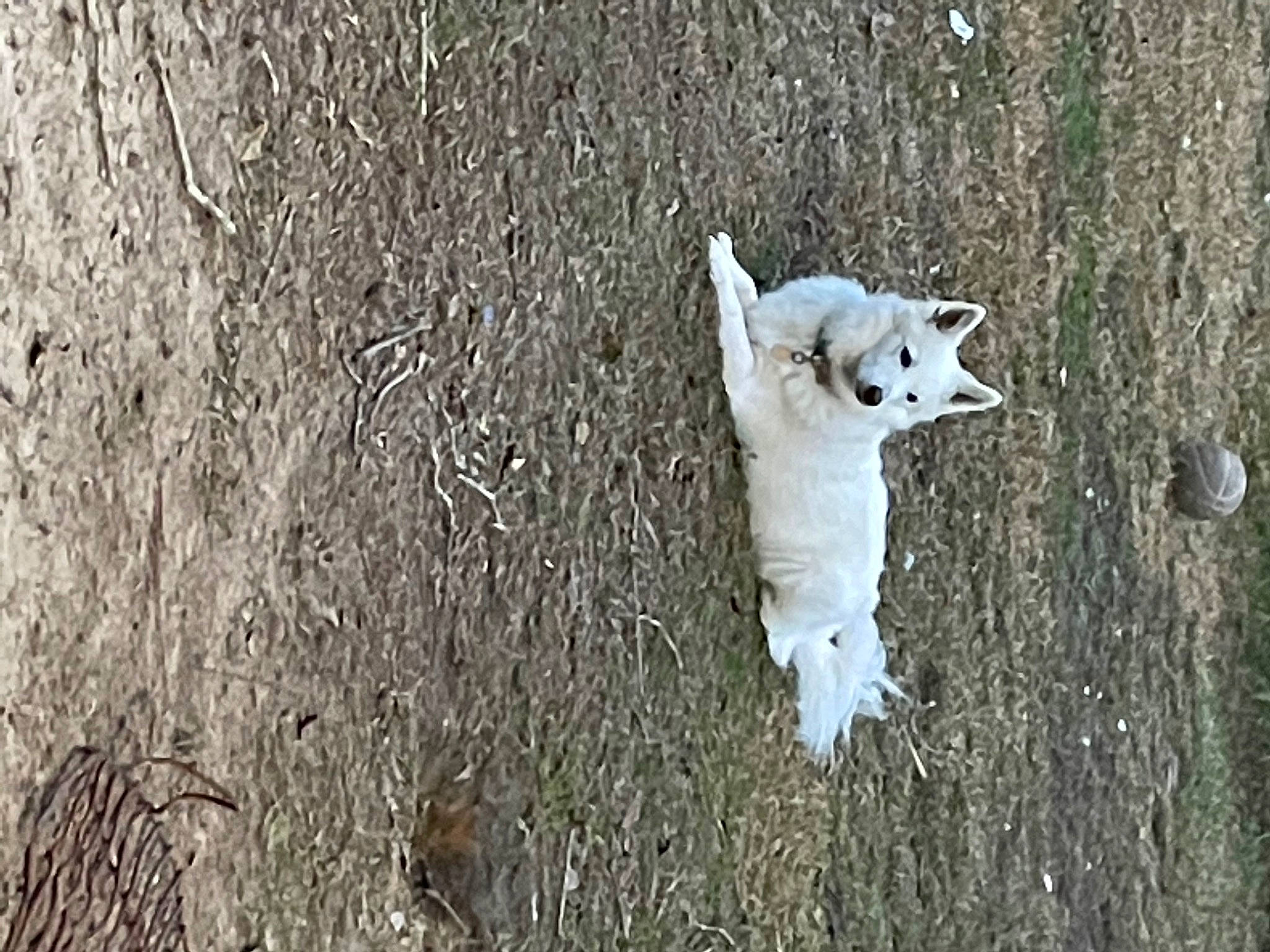 Hayley joined the competition — help win amazing prizes! canis_lupus_tundrarum, carnivore, companion_dog, dog, dog_breed, fawn, felidae, fur, grass, grey, plant, small_to_medium_sized_cats, snout, tail, terrestrial_animal, tree, trunk, twig, wolf, wood