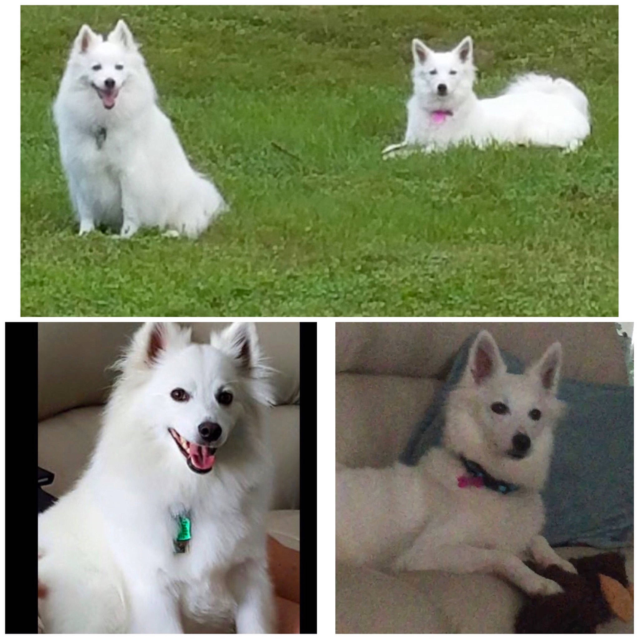 Hayley is registered to the contest to win money with this photo: beauty, carnivore, collar, companion_dog, dishware, dog, dog_breed, fixture, green, light, mammal, pet_supply, photograph, plant, rectangle, serveware, snapshot, tableware, vertebrate, white