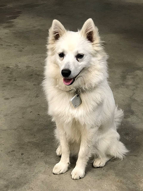 Kodiac is registered to the contest to win money with this photo: ancient_dog_breeds, canidae, carnivore, companion_dog, dog, dog_breed, fur, non_sporting_group, snout, sporting_group, terrestrial_animal, volpino_italiano, working_animal, working_dog