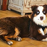 Akyra a rejoint le concours — aidez-le/la à gagner de superbes lots ! alert, animal, blue_eyes, brown_fur, cabinet, canine, close_up, companion, curious, dog, domestic_animal, floor, furniture, indoor, lying_down, mammal, pet, resting, tile_floor, white_fur