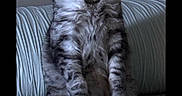 Fenix is registered to the contest to win money with this photo: animal, cat, couch, cute, domestic, expression, feline, funny, fur, grumpy, household, indoor, pet, portrait, resting, sitting, striped, text_overlay, upholstery, window_blinds
