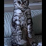 animal, cat, couch, cute, domestic, expression, feline, funny, fur, grumpy, household, indoor, pet, portrait, resting, sitting, striped, text_overlay, upholstery, window_blinds