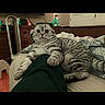 Fenix joined the competition — help win amazing prizes! alert, animal, bedroom, blanket, cat, cozy, cute, dresser, eyes, fan, fur, furniture, home, indoor, person_leg, pet, relaxed, resting, scottish_fold, striped