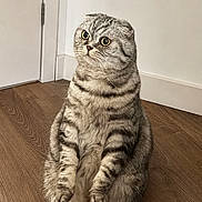 Fenix joined the competition — help win amazing prizes! animal, cat, curious, cute, domestic_cat, door, ears_folded, feline, flooring, furry, gray, indoor, pet, scottish_fold, sitting, striped, wall, whiskers, wide_eyes, wooden_floor