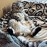 Fenix is registered to the contest to win money with this photo: blanket, cardboard_box, cat, comfy, cozy, cute, feline, fluffy, fur, gray_cat, indoor, patterned_blanket, paws, pet, relaxed, resting, sitting, sleepy, tail, whiskers