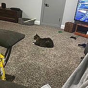 Weasel is registered to the contest to win money with this photo: cat, carpet, living_room, television, furniture, door, cat_bed, toy, game_controller, basket, blanket, chair, wooden_chest, floor, electronics, remote_control, pet, indoor, relaxing, cozy