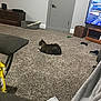 cat, carpet, living_room, television, furniture, door, cat_bed, toy, game_controller, basket, blanket, chair, wooden_chest, floor, electronics, remote_control, pet, indoor, relaxing, cozy