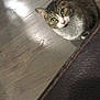 Weasel is registered to the contest to win money with this photo: cat, tabby, green_eyes, indoor, wooden_floor, curious, pet, animal, feline, looking_up, flooring, domestic, whiskers, ears, tail, texture, close_up, cute, small, companion