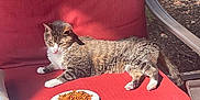 Weasel joined the competition — help win amazing prizes! cat, tabby_cat, outdoor, chair, red_cushion, plate, cat_food, sunlight, pet, feline, relaxed, animal, backyard, patio, fur, whiskers, paw, resting, nature, daylight