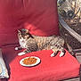 cat, tabby_cat, outdoor, chair, red_cushion, plate, cat_food, sunlight, pet, feline, relaxed, animal, backyard, patio, fur, whiskers, paw, resting, nature, daylight