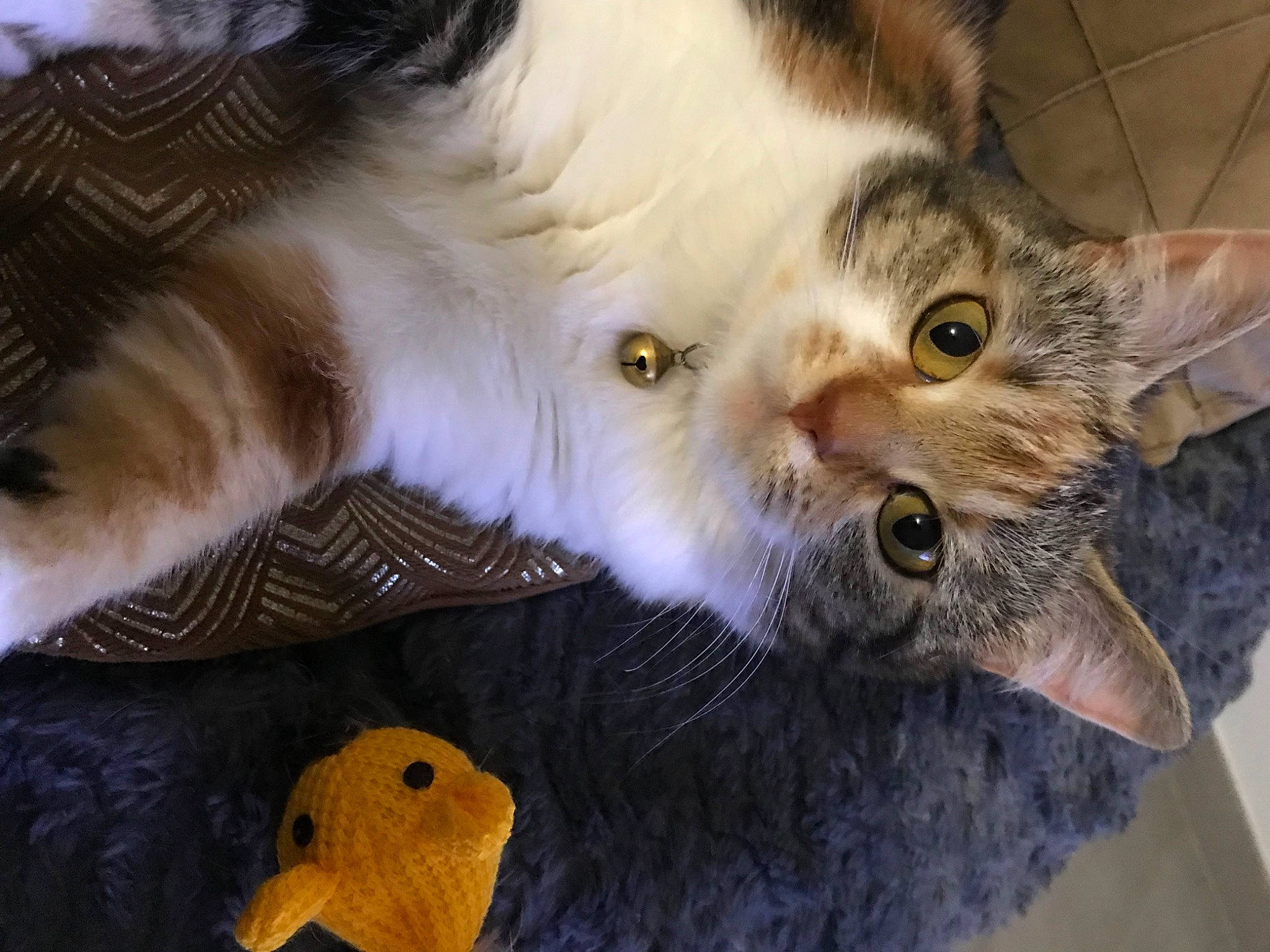 Bella a rejoint le concours — aidez-le/la à gagner de superbes lots ! carnivore, cat, claw, domestic_short_haired_cat, ear, fawn, felidae, fur, mammal, paw, plant, small_to_medium_sized_cats, snout, stuffed_toy, tail, terrestrial_animal, toy, vertebrate, whiskers