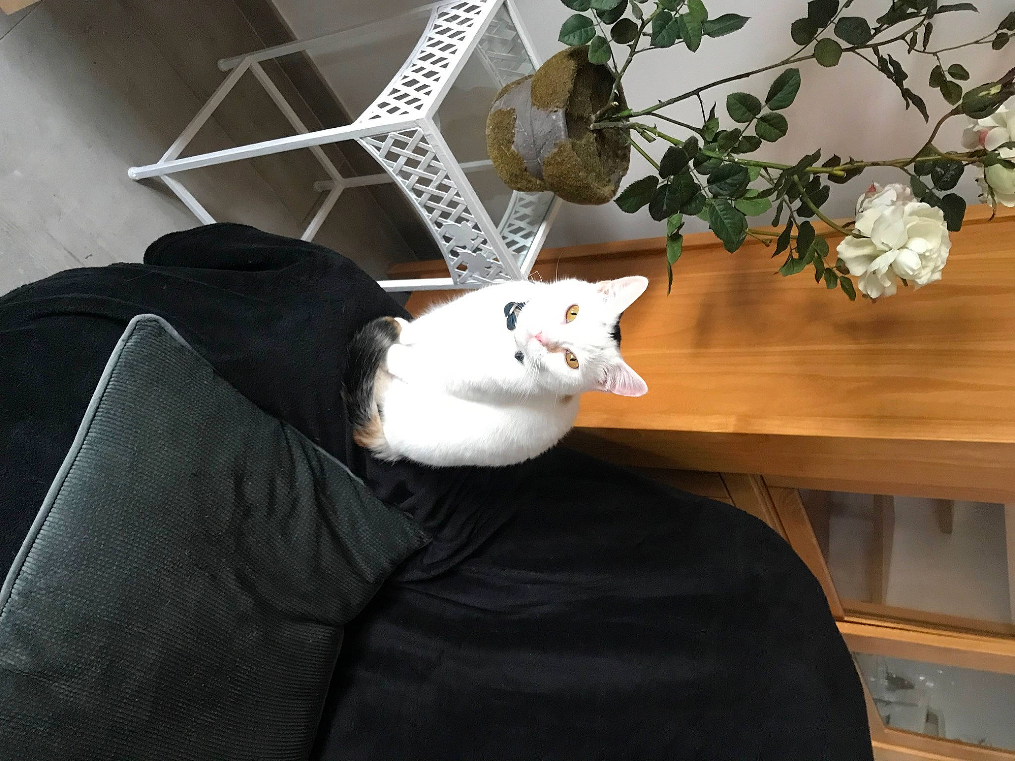 Nora participe au concours pour gagner de l'argent avec cette photo : carnivore, cat, comfort, companion_dog, felidae, flowerpot, fur, houseplant, linens, plant, room, rose, small_to_medium_sized_cats, table, tableware, tail, textile, twig, whiskers, wood