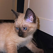 Chanel participe au concours pour gagner de l'argent avec cette photo : kitten, cat, siamese, blue_eyes, fur, whiskers, indoor, pet, animal, curious, young, paw, face, ears, close_up, domestic_cat, cute, feline, soft, portrait