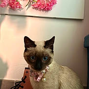Chanel participe au concours pour gagner de l'argent avec cette photo : animal, blue_eyes, boot, cat, closeup, collar, cute, decor, feline, flowers, fur, indoor, pet, pink_boot, pink_bow, pink_flowers, siamese_cat, sitting, soft_lighting, whiskers