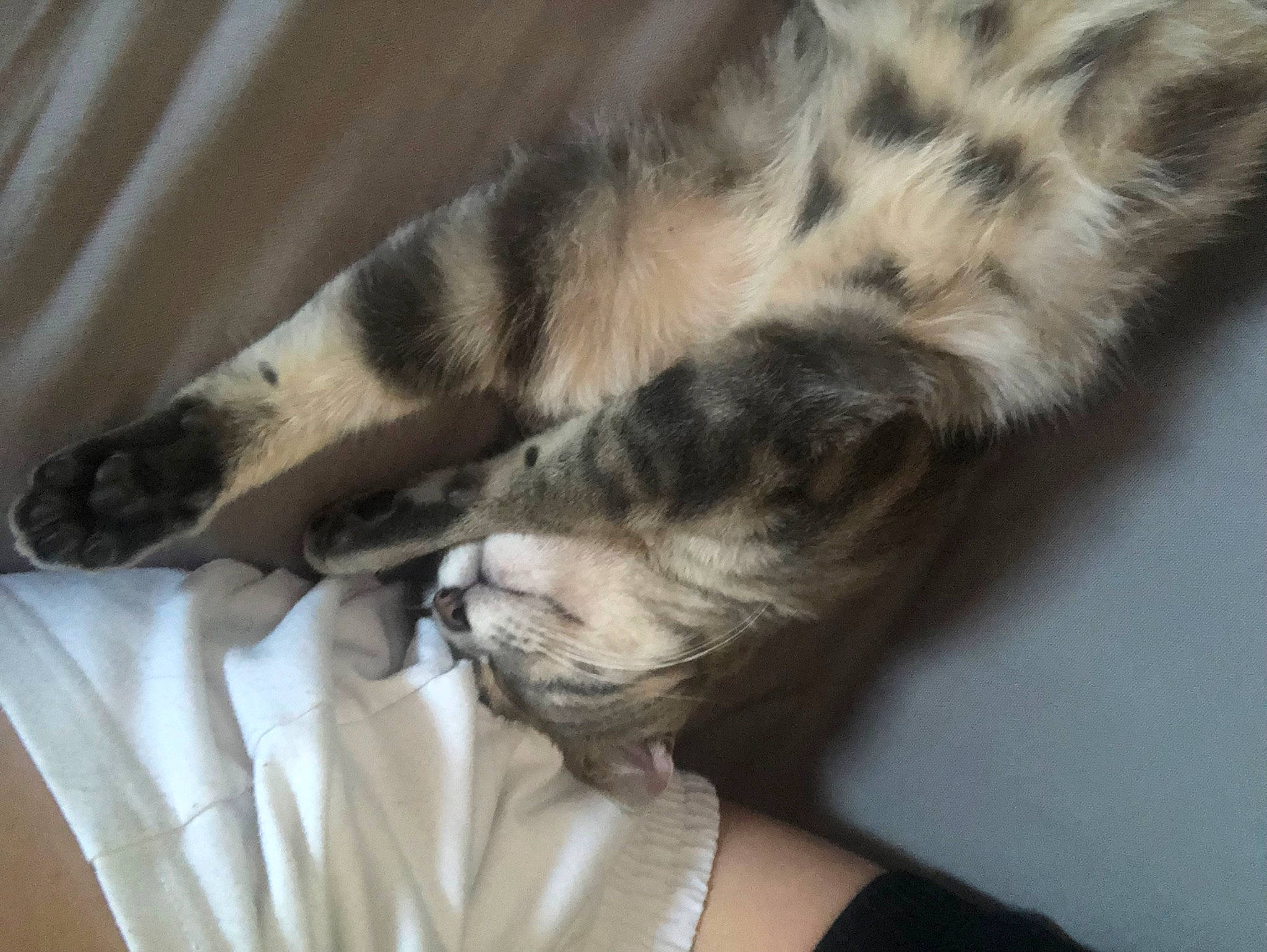 Miel a rejoint le concours — aidez-le/la à gagner de superbes lots ! bed, canidae, carnivore, cat, comfort, companion_dog, dog_breed, domestic_short_haired_cat, fawn, felidae, fur, grey, jewellery, linens, paw, small_to_medium_sized_cats, sporting_group, tail, textile, whiskers