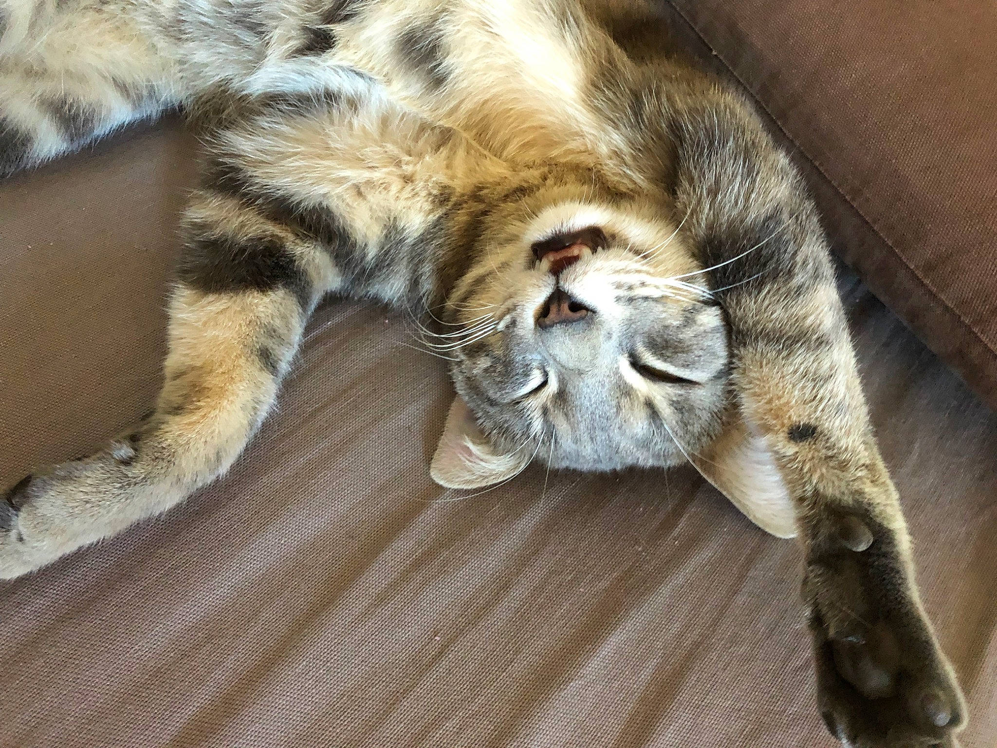 Miel participe au concours pour gagner de l'argent avec cette photo : carnivore, cat, claw, comfort, domestic_short_haired_cat, fawn, felidae, fur, grey, hardwood, nap, paw, sleep, small_to_medium_sized_cats, snout, tail, terrestrial_animal, whiskers, wildlife, wood