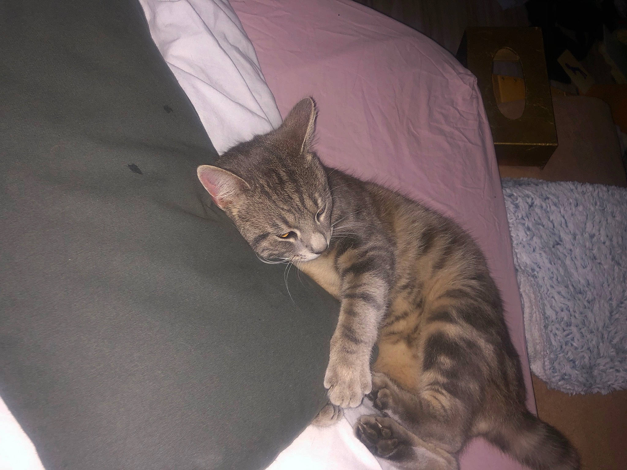 Miel a rejoint le concours — aidez-le/la à gagner de superbes lots ! bed, carnivore, cat, claw, comfort, couch, domestic_short_haired_cat, felidae, fur, grey, linens, nap, paw, small_to_medium_sized_cats, snout, tail, terrestrial_animal, whiskers