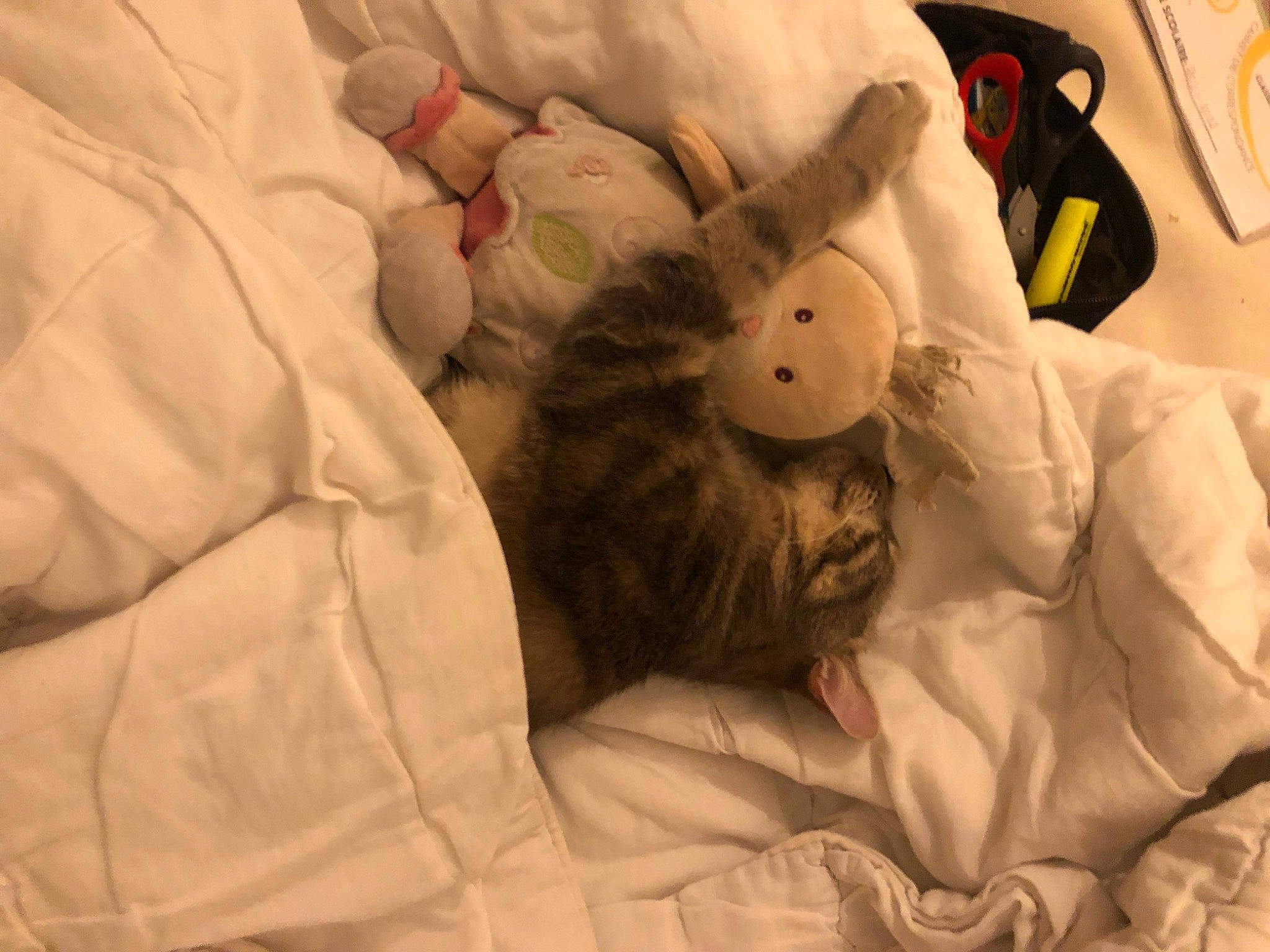 Miel a rejoint le concours — aidez-le/la à gagner de superbes lots ! baby_sleeping, bed, bed_sheet, bedding, bedroom, bedtime, brown, carmine, comfort, duvet, felidae, fur, linens, nap, plush, sleeve, small_to_medium_sized_cats, stuffed_toy, textile, toy