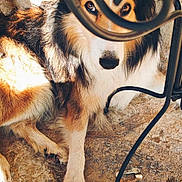 Izak participe au concours pour gagner de l'argent avec cette photo : dog, dogs, animal, pet, canine, fluffy, tricolor, black_and_white, brown, long_hair, sitting, lying_down, alert, eyes, snout, paws, chair, metal, outdoor, stone_floor