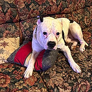 Spike joined the competition — help win amazing prizes! animal, black_spot, canine, collar, comfort, couch, dog, domestic, ears, floral_pattern, fur, home, indoors, paw, pet, pillow, relaxed, resting, snout, white_dog