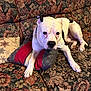 animal, black_spot, canine, collar, comfort, couch, dog, domestic, ears, floral_pattern, fur, home, indoors, paw, pet, pillow, relaxed, resting, snout, white_dog