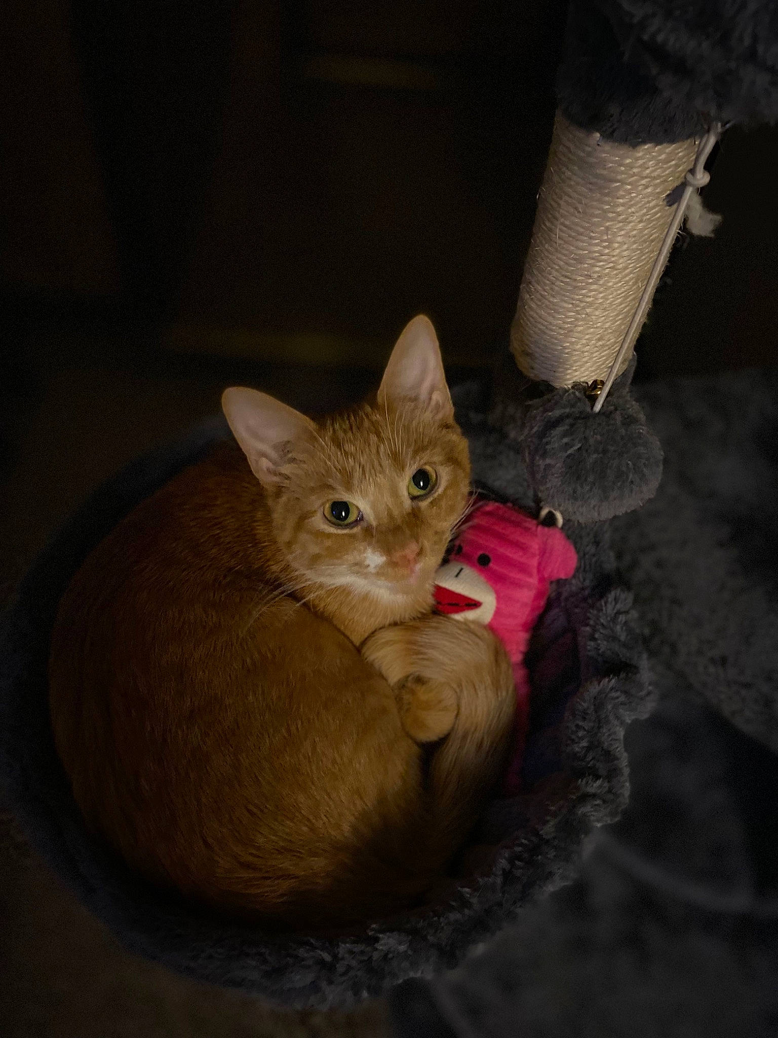 Ashton is registered to the contest to win money with this photo: carnivore, cat, cat_supply, cat_toy, claw, comfort, domestic_short_haired_cat, fawn, felidae, foot, fur, human_leg, nail, paw, small_to_medium_sized_cats, snout, tail, tree, whiskers, wood