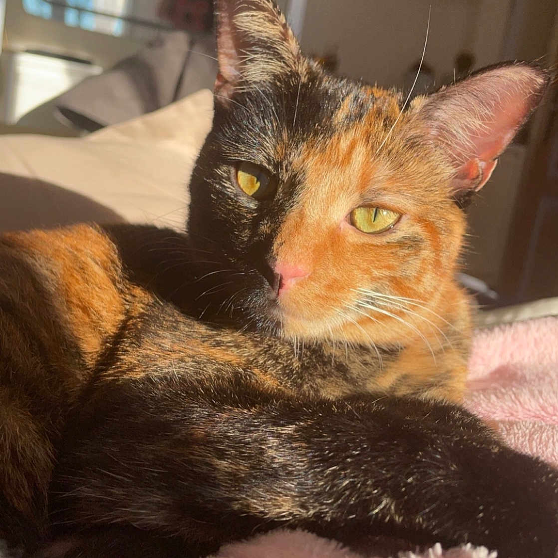 Simba