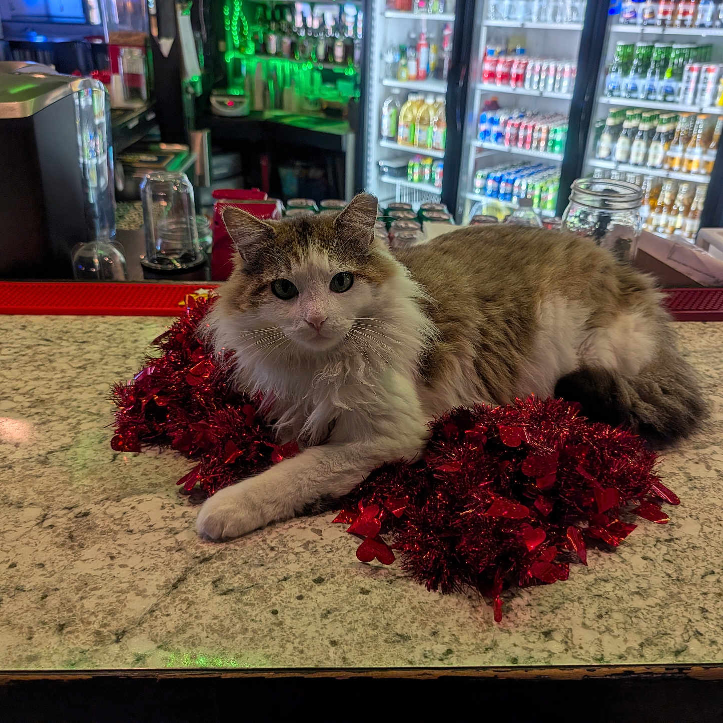 Boo joined the competition — help win amazing prizes! animal, appliance, box, cat, computerhardware, cup, device, electricaldevice, electronics, flower, grocerystore, hardware, indoors, monitor, pet, plant, refrigerator, screen, shelf, shop