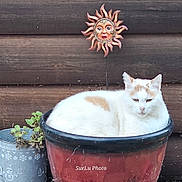 Imposter joined the competition — help win amazing prizes! cat, flower_pot, plant, wooden_wall, decorative_sun, outdoor, pet, animal, white_cat, orange_spots, resting, cozy, cute, container, greenery, relaxed, garden, closeup, nature, funny