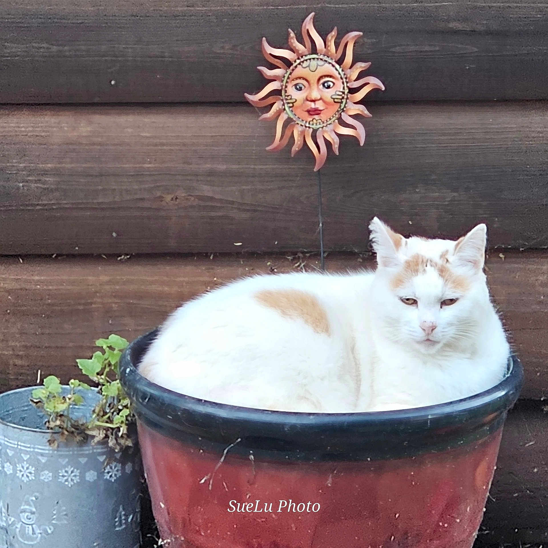 Imposter joined the competition — help win amazing prizes! cat, flower_pot, plant, wooden_wall, decorative_sun, outdoor, pet, animal, white_cat, orange_spots, resting, cozy, cute, container, greenery, relaxed, garden, closeup, nature, funny